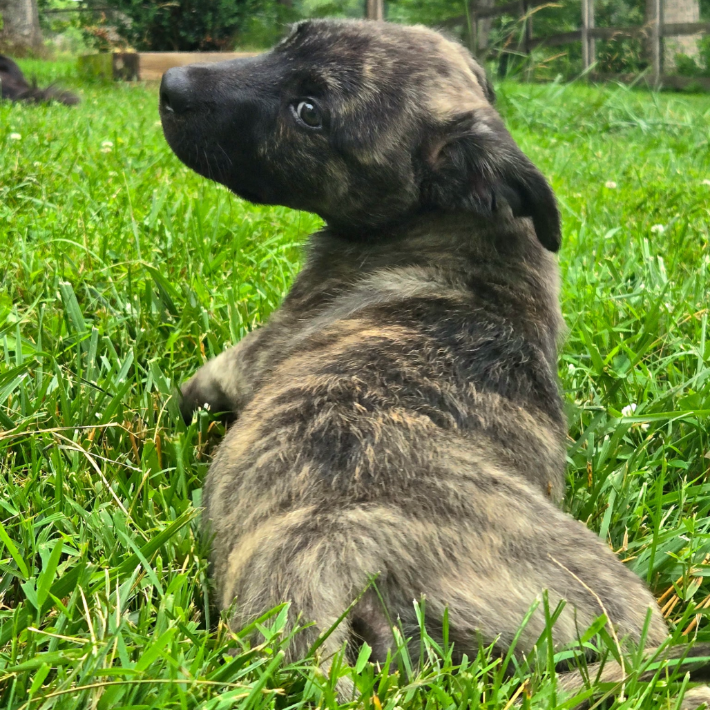 GOAT - Terrier, Pit Bull / Mix available for adoption