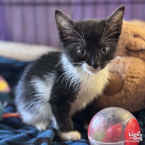 GUMBY - Domestic Shorthair available for adoption
