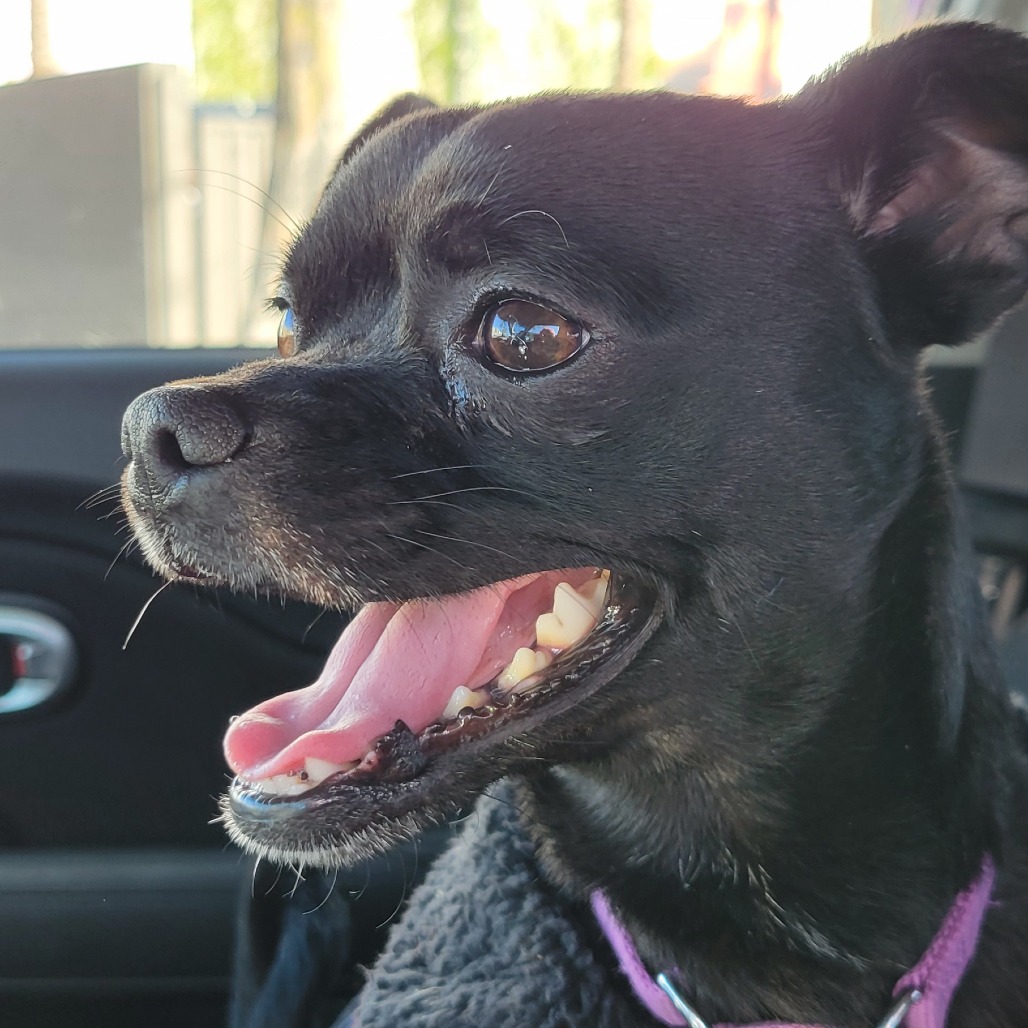 Turnip: Male 50 Chihuahua