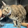 LOLA - Domestic Shorthair available for adoption