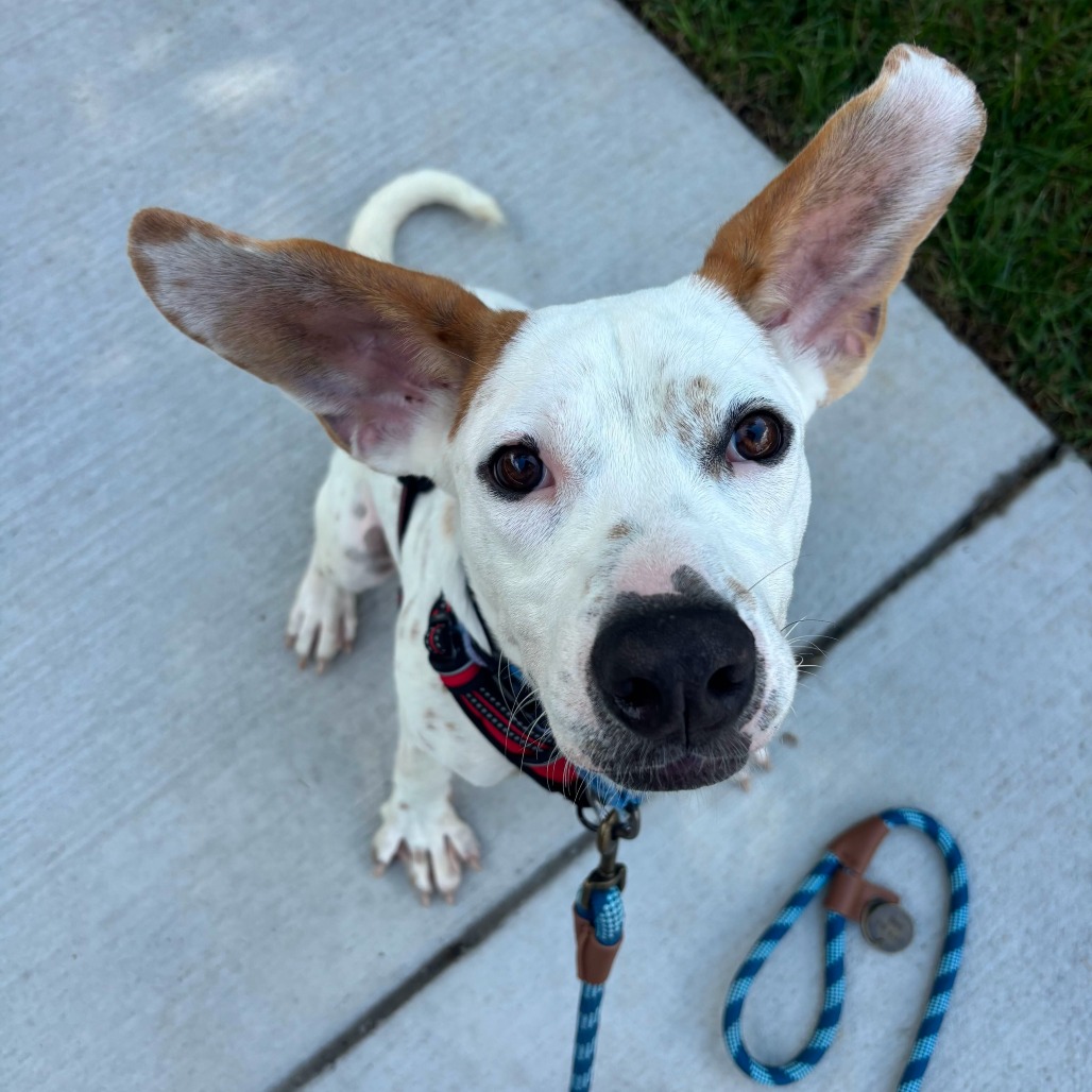 Otis, photo 3