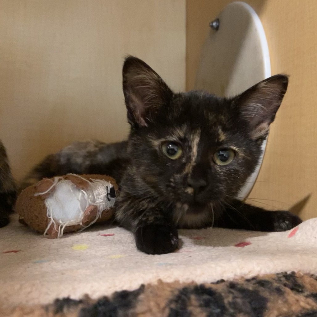 EARRING - Domestic Shorthair available for adoption