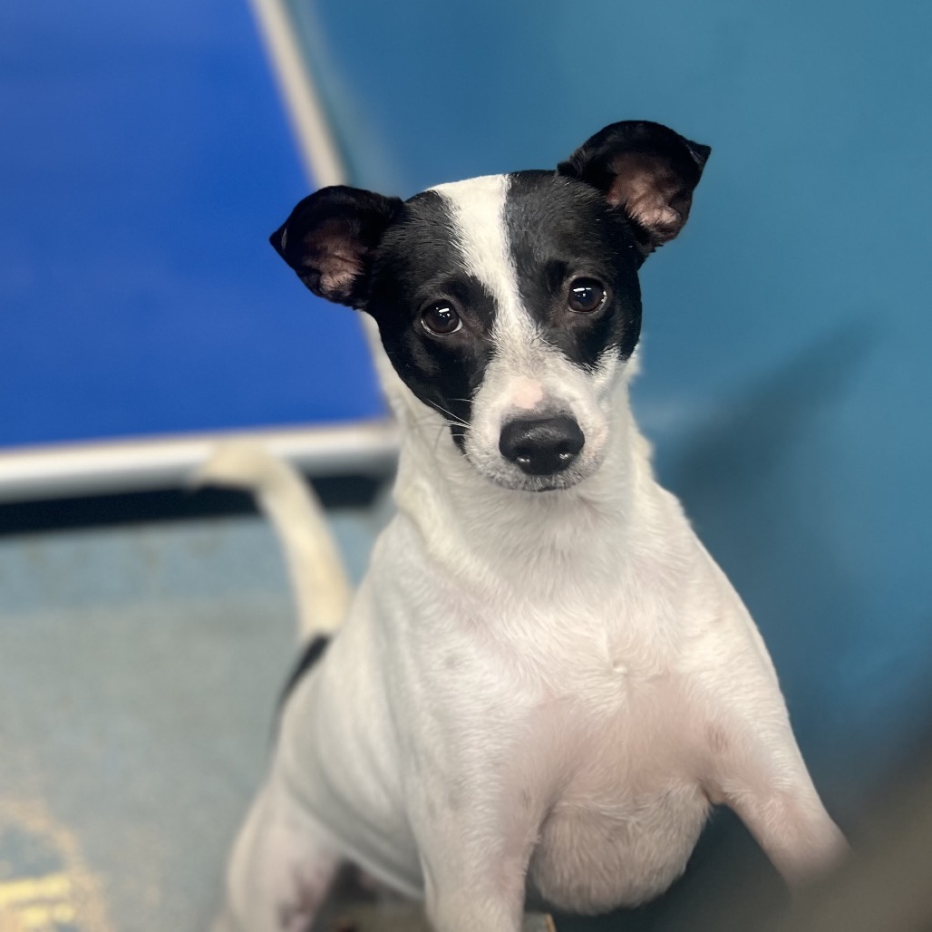 BISCUIT - Chihuahua / Terrier available for adoption