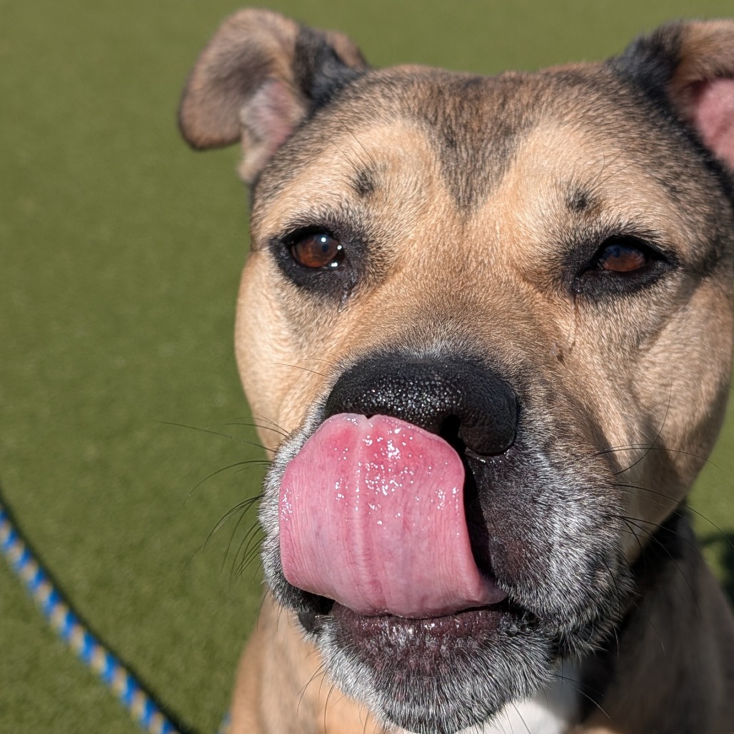 Bailey 2 — thumbnail 5