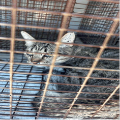 TIKI (663373) - Domestic Shorthair available for adoption