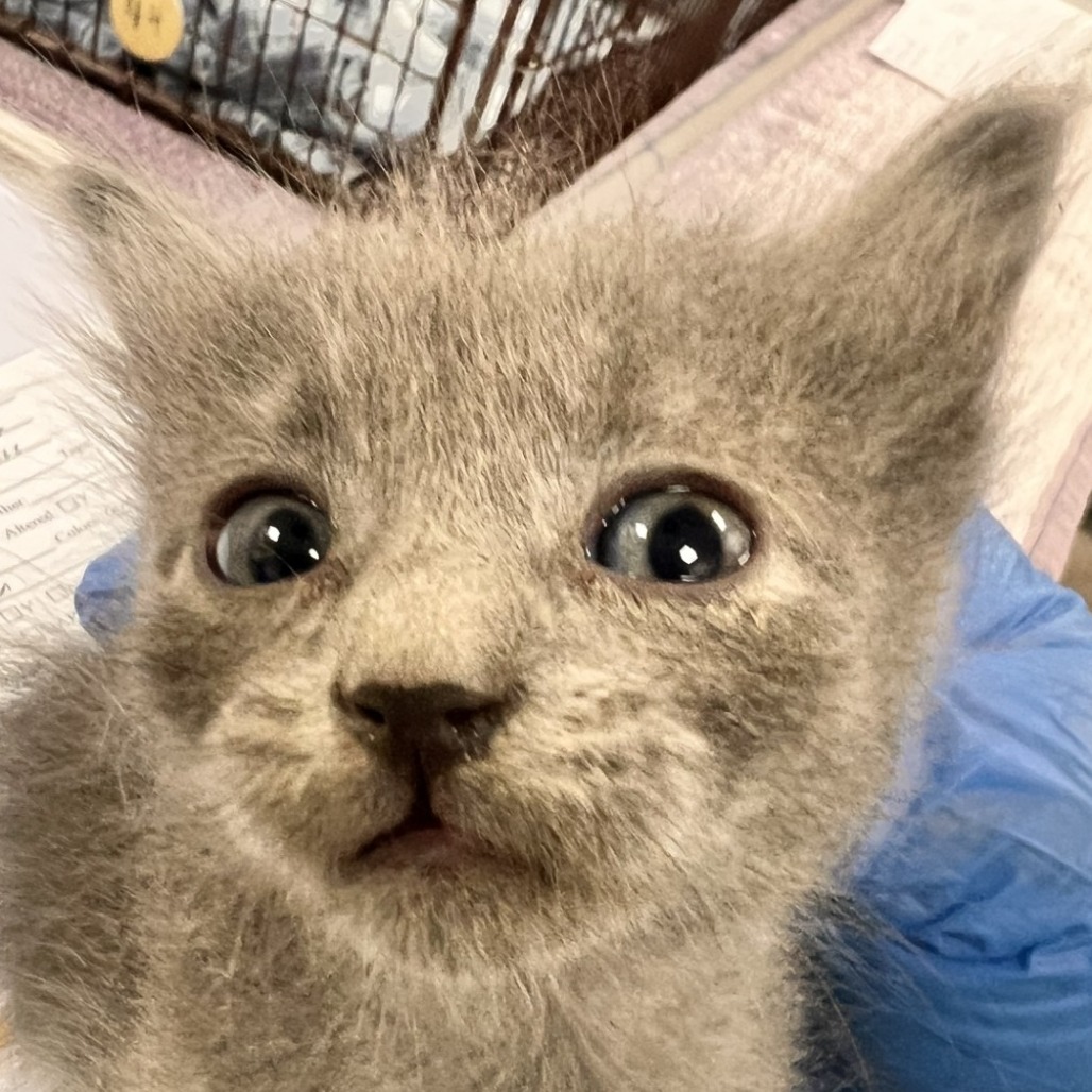 JOJO - Domestic Shorthair available for adoption