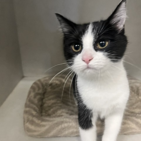DANI - Domestic Shorthair available for adoption