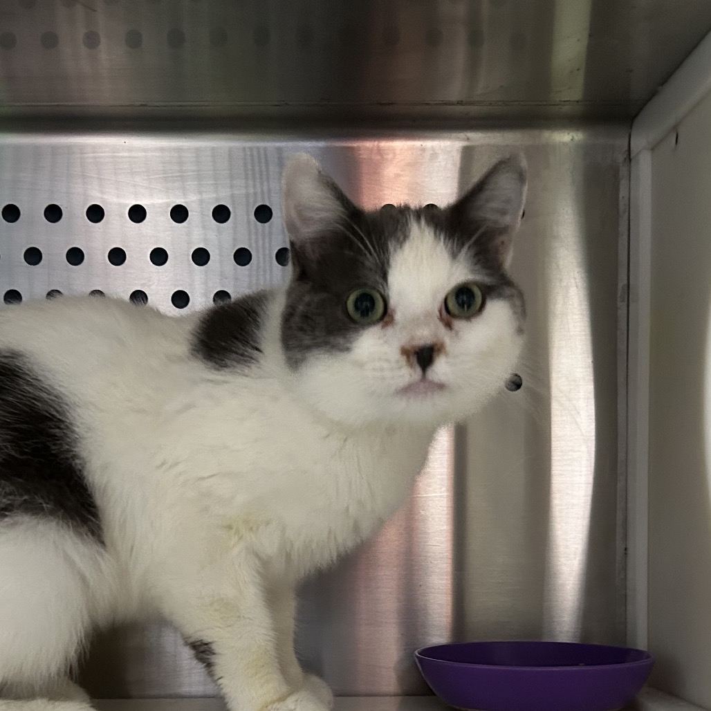 JUNEBUG - Domestic Shorthair available for adoption