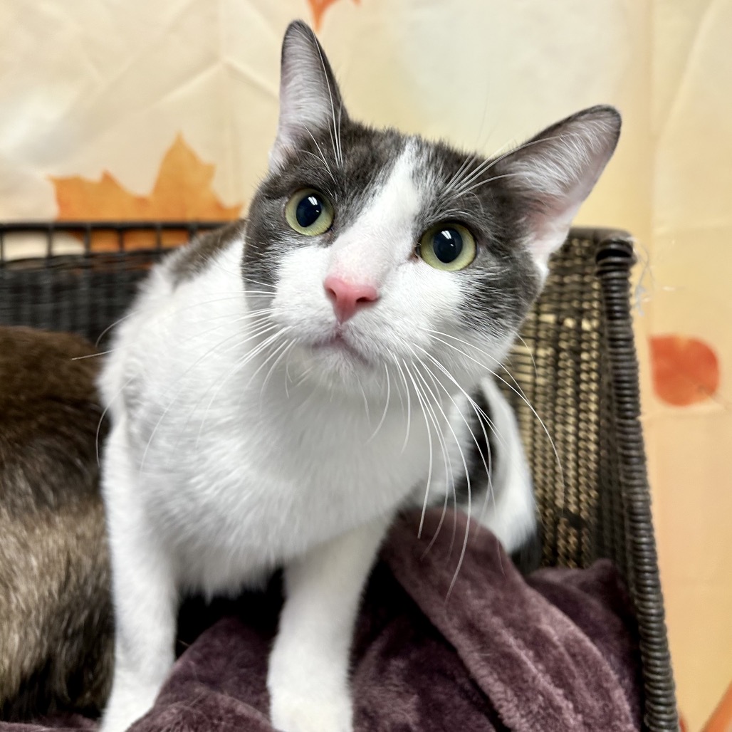 PEPPERMINT FIZZ - Domestic Shorthair for adoption in Henderson