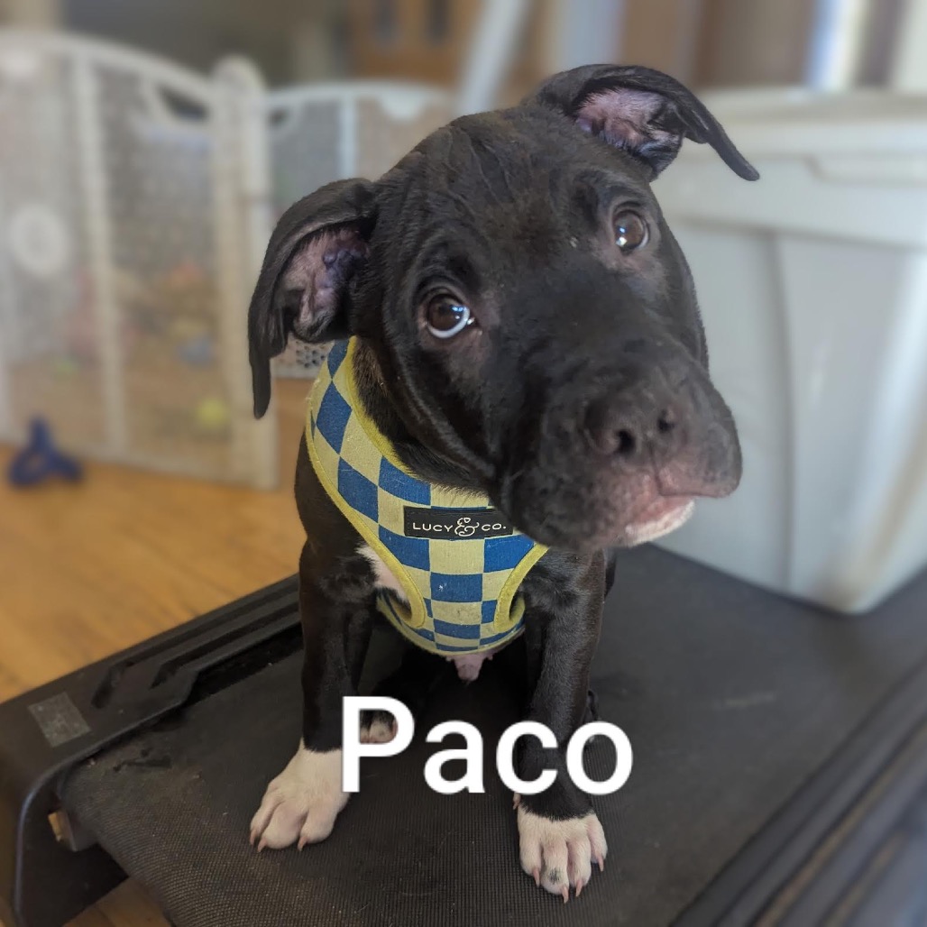 Paco D12365