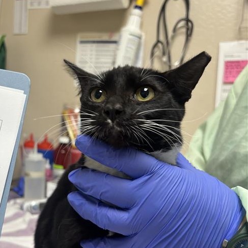 LULU - Domestic Shorthair available for adoption