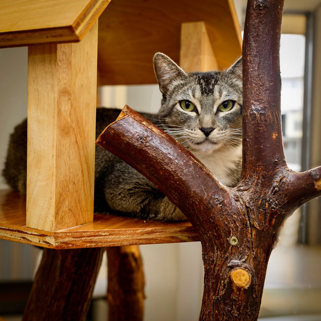 LUNA - Domestic Shorthair available for adoption