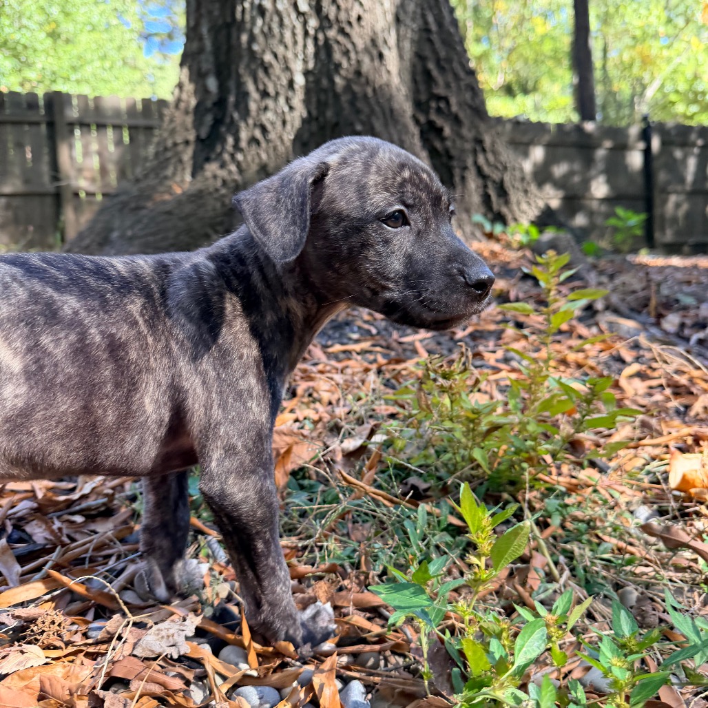 Rolo, photo 22