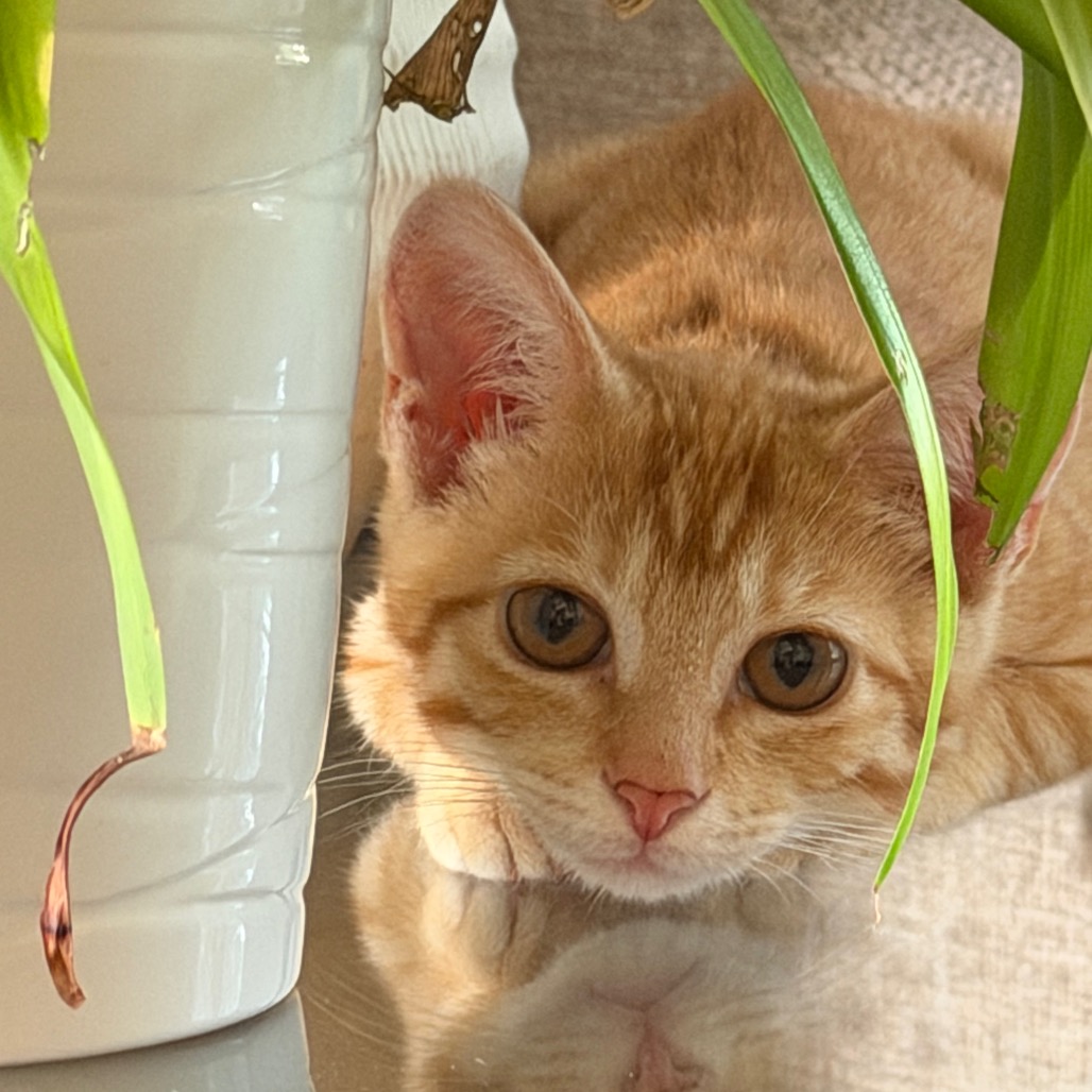 AMBER - Domestic Shorthair available for adoption