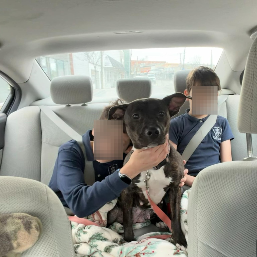 Lovebug — thumbnail 5