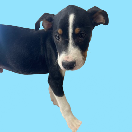 Tusc Stray 81789 2 3