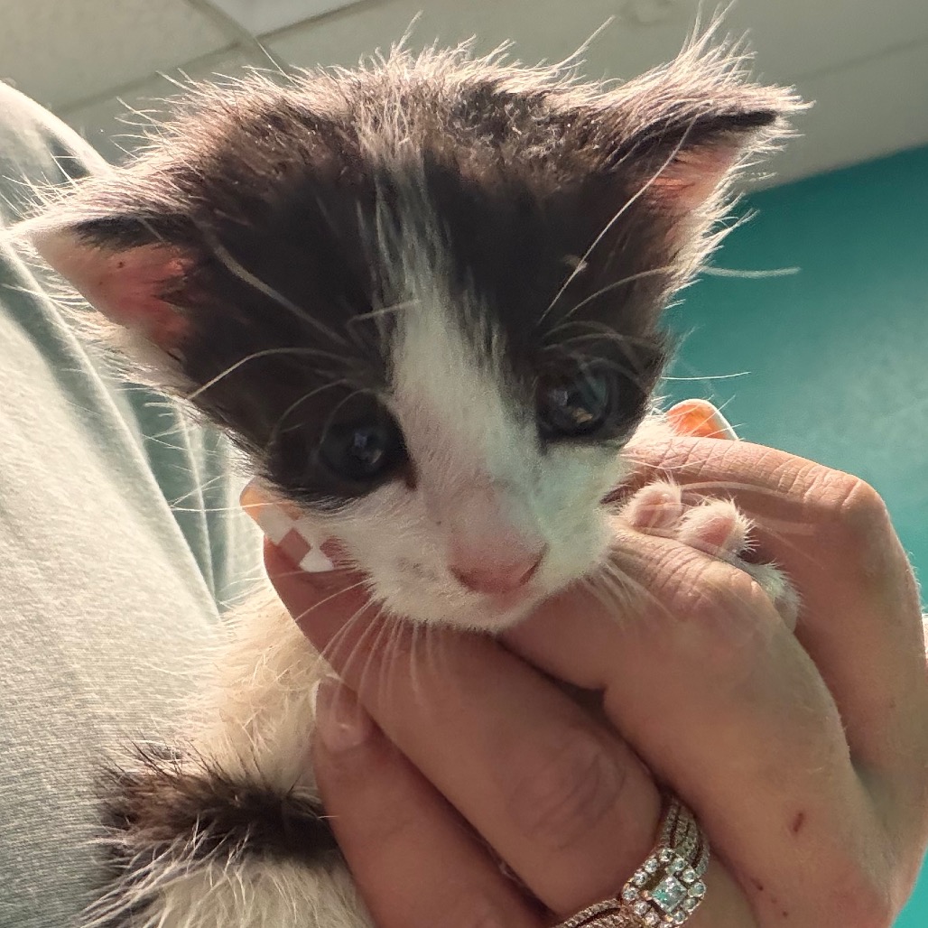 Maggie, an adoptable cat at SPCA-BC