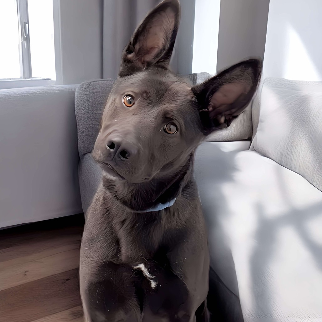 Goose