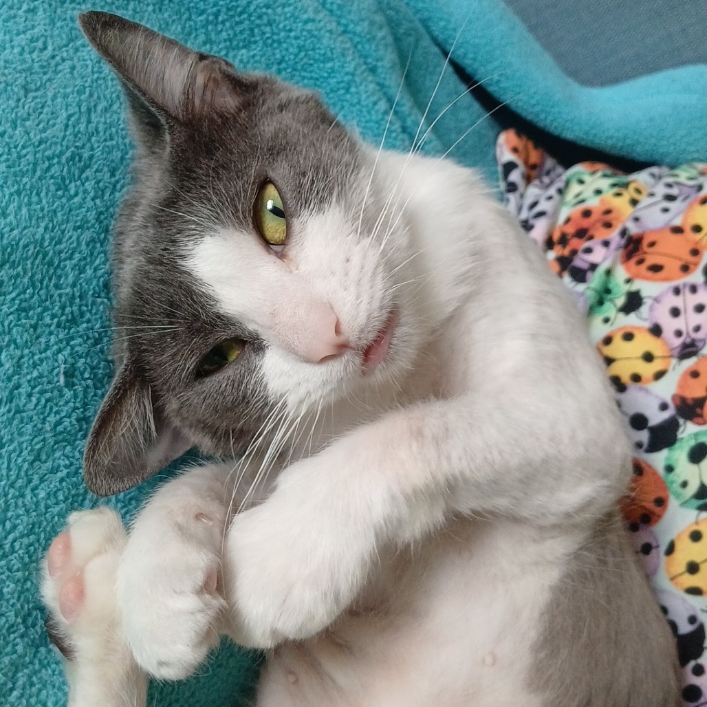 Roxy - Foster — thumbnail 5