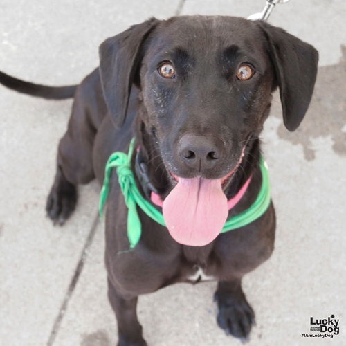 PENNY - Retriever, Black Labrador / Mix available for adoption