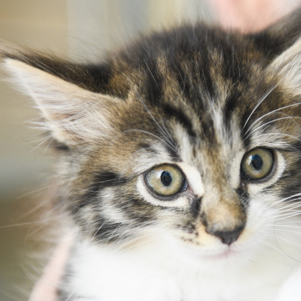 Violet - Domestic Longhair