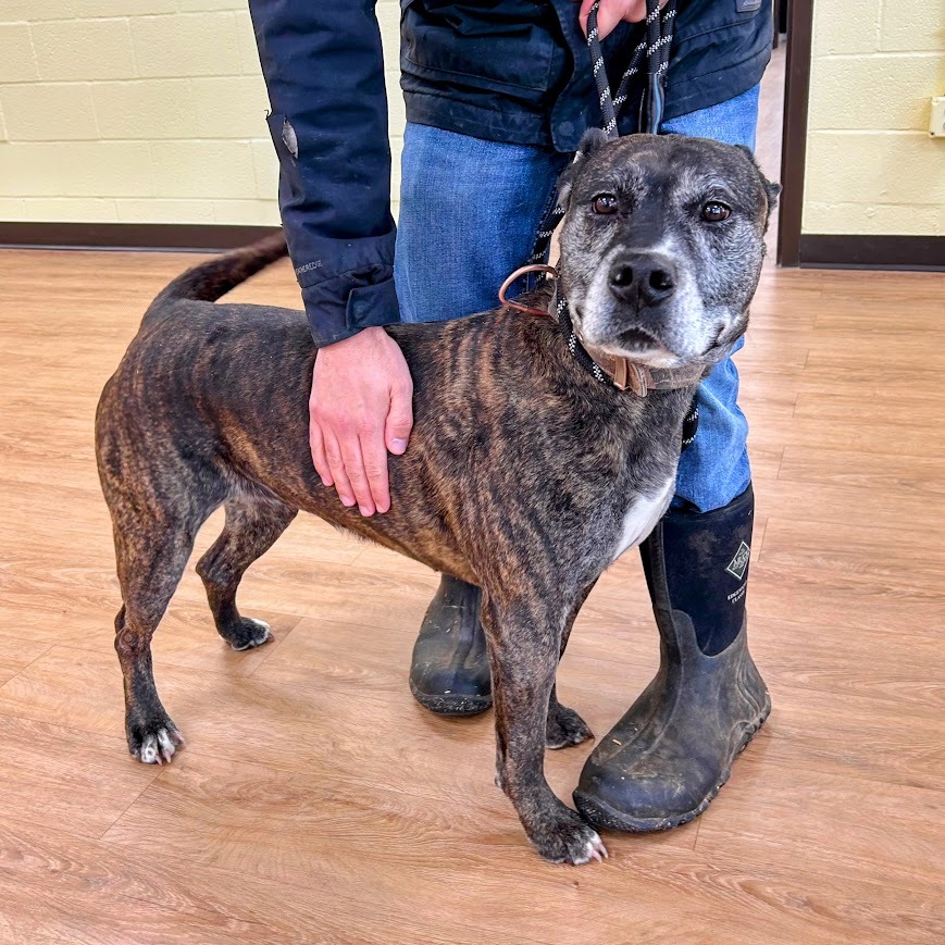 Pepper — thumbnail 3