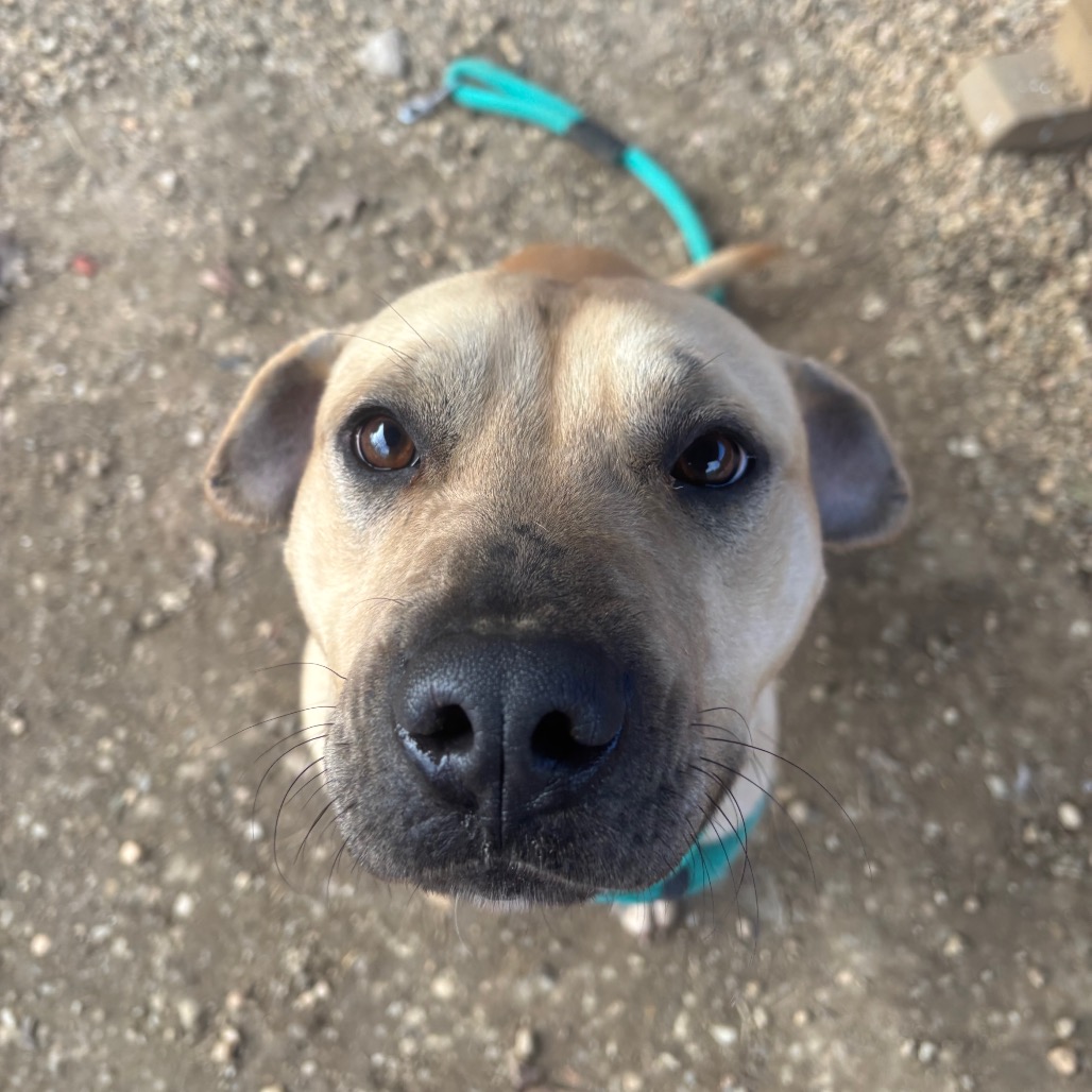 Buck — thumbnail 2