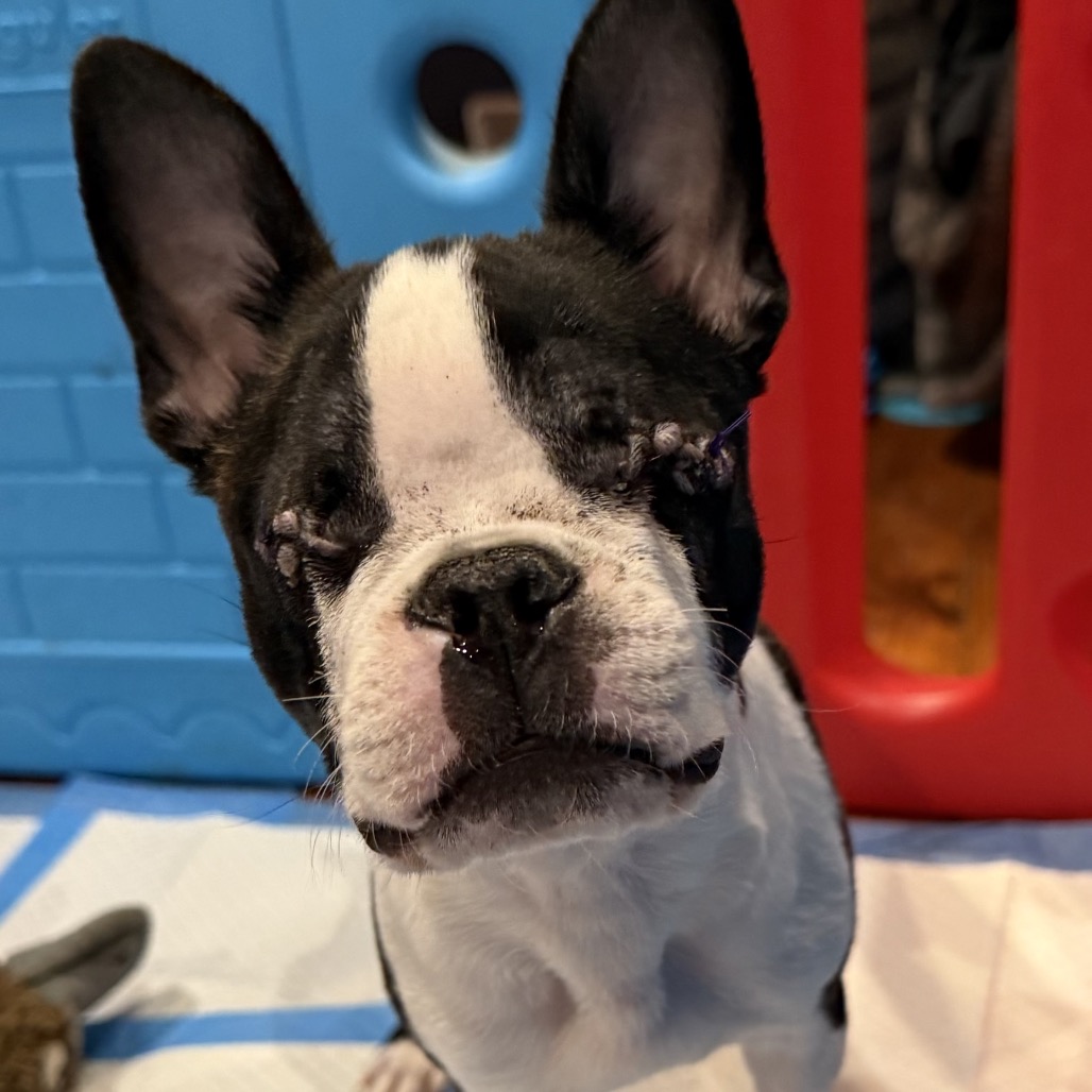 Beans - Phoenix Animal Rescue