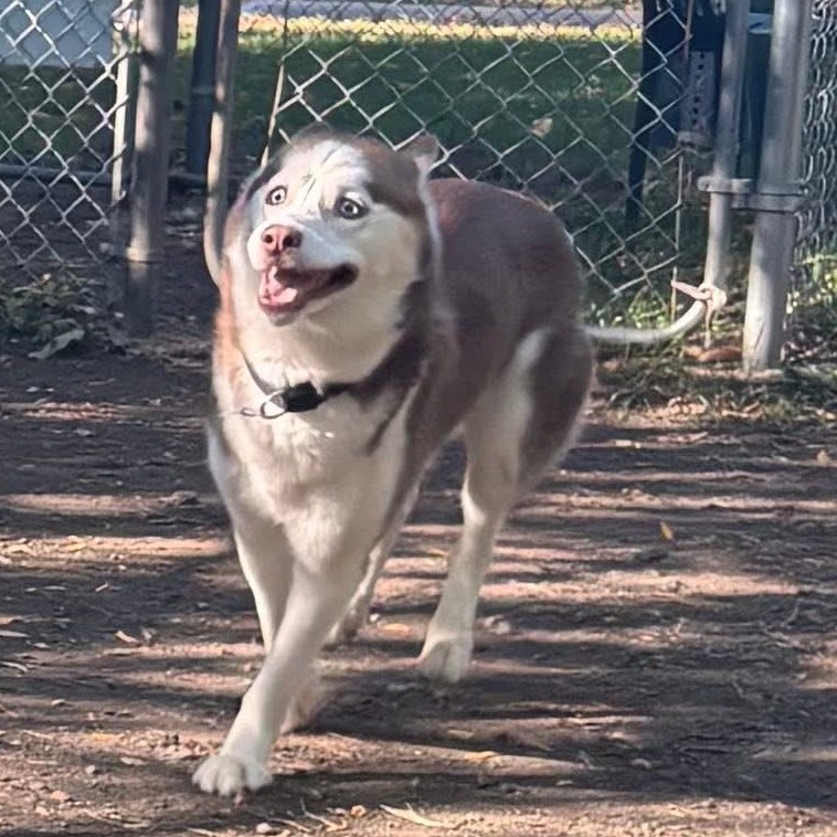 Rose — thumbnail 2