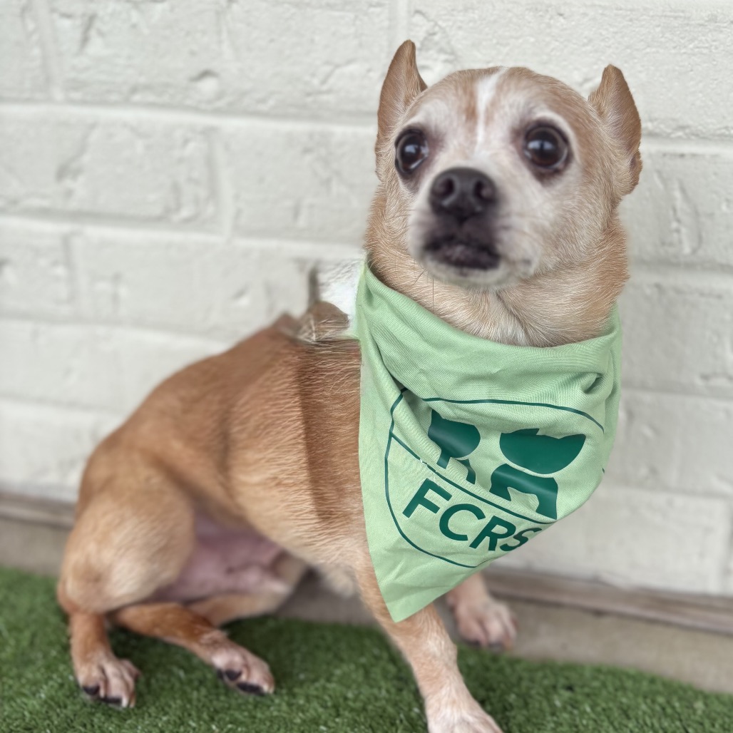 Big is available for adoption at Full Circle Rescue and Sanctuary