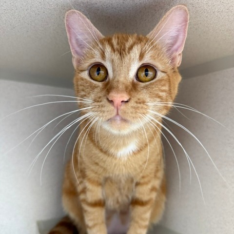 Dora - Domestic Shorthair