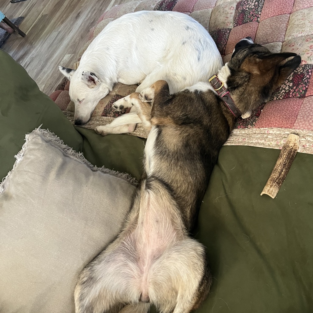 Suki — thumbnail 4