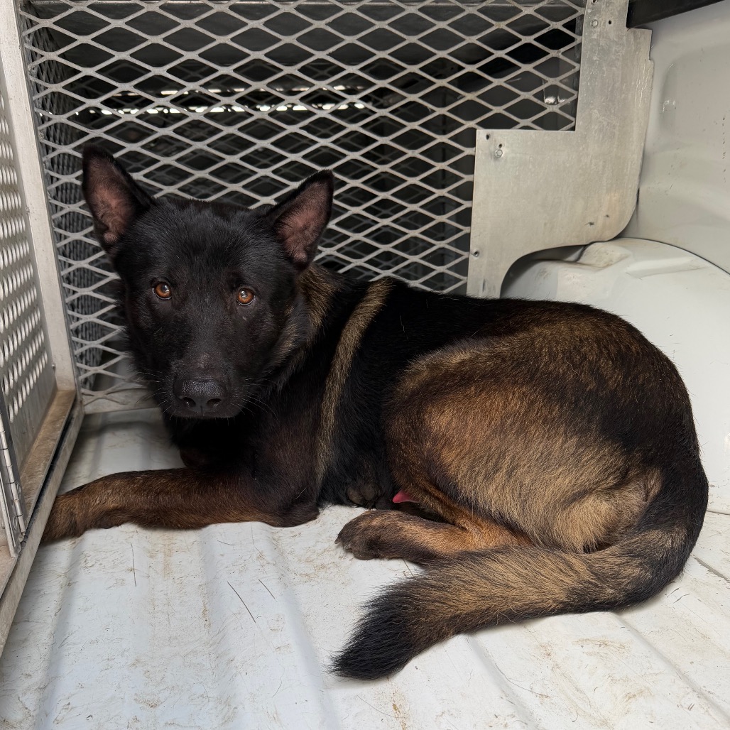 STARK - Shepherd / Mix available for adoption