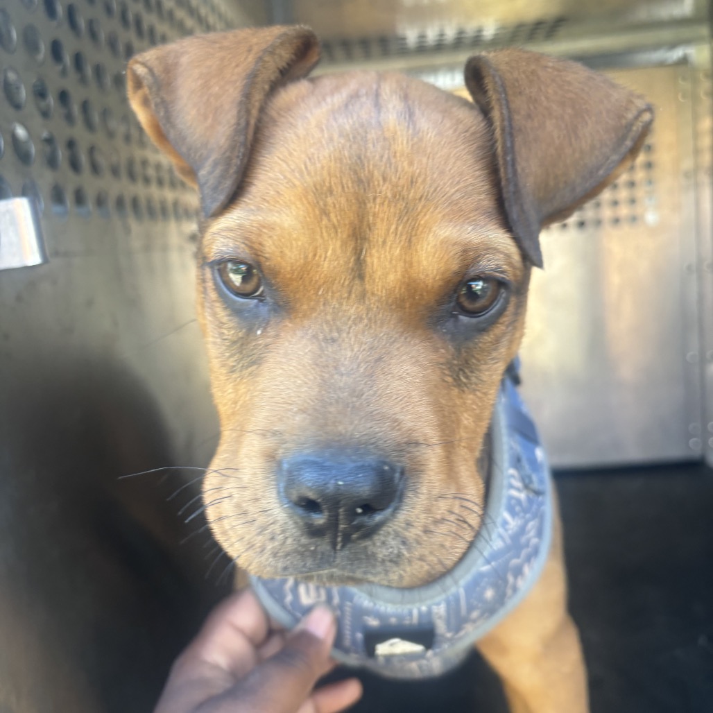 Jax