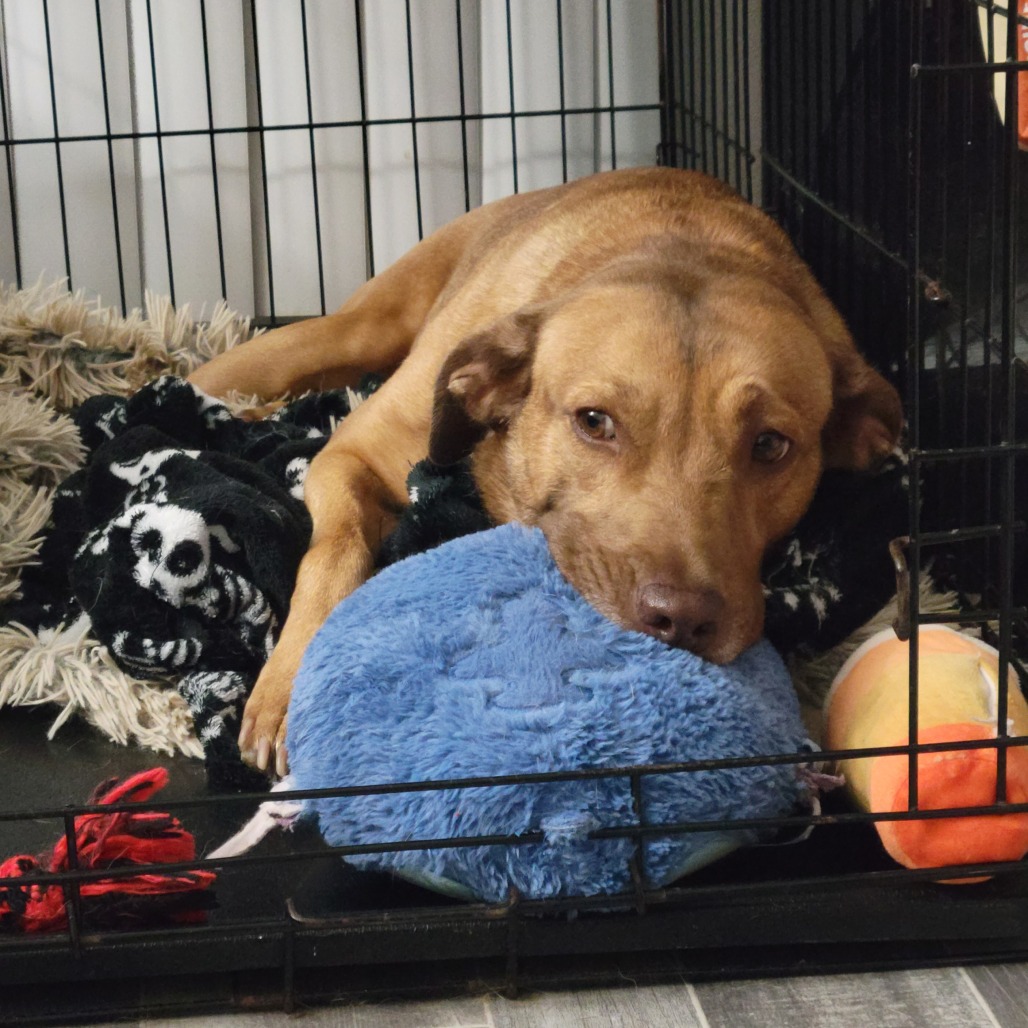 Photo of Rudy, a dog adopted from Gulf Coast Humane Society
