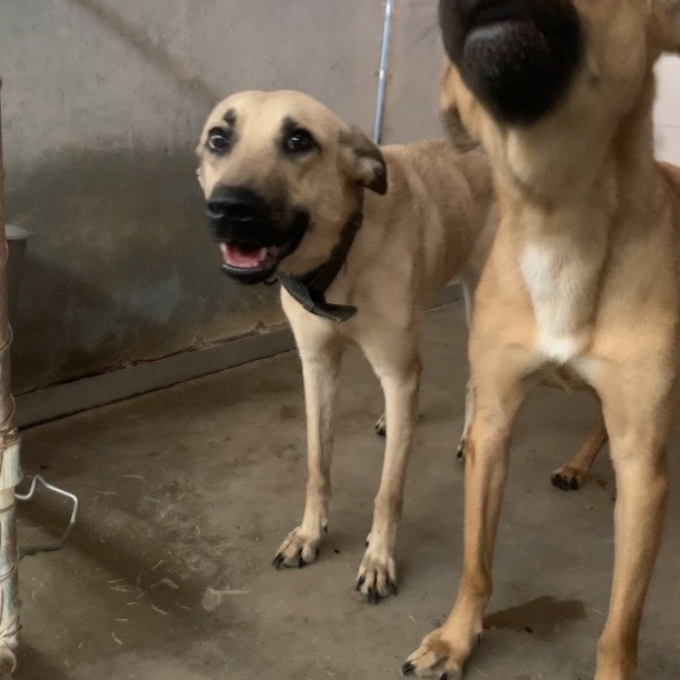 SUGAR PIE - Retriever / Mix available for adoption