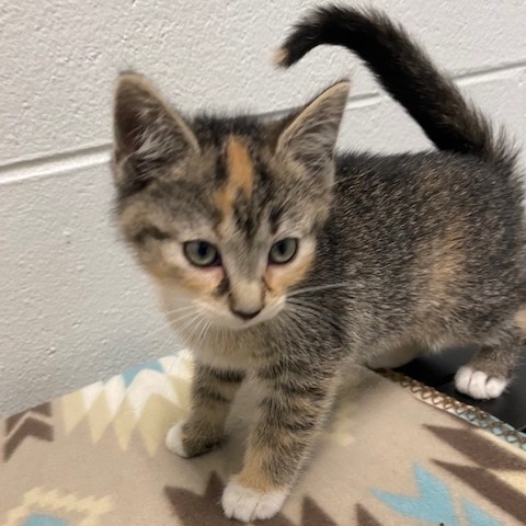 PHOEBE - Domestic Shorthair available for adoption