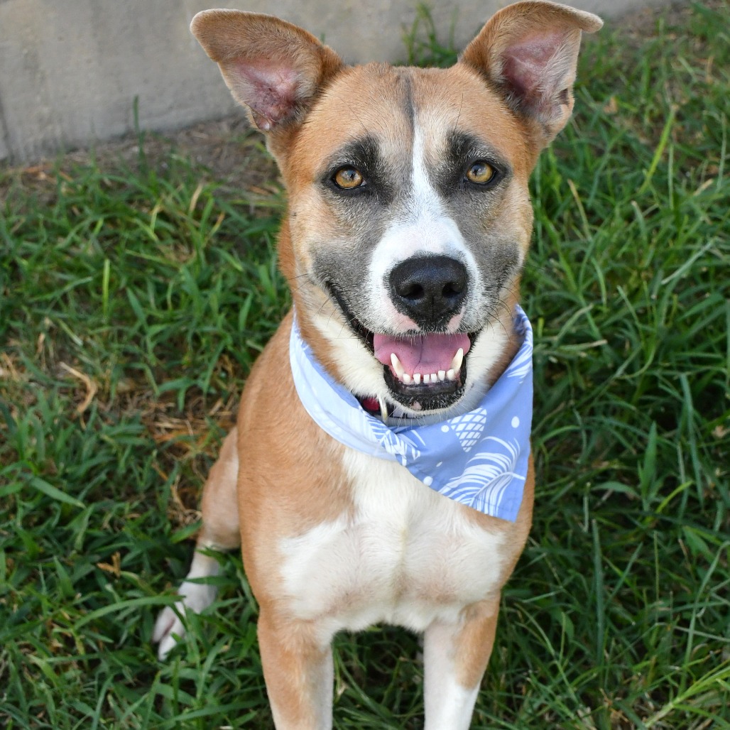 HONEY - Terrier, American Pit Bull / Terrier available for adoption