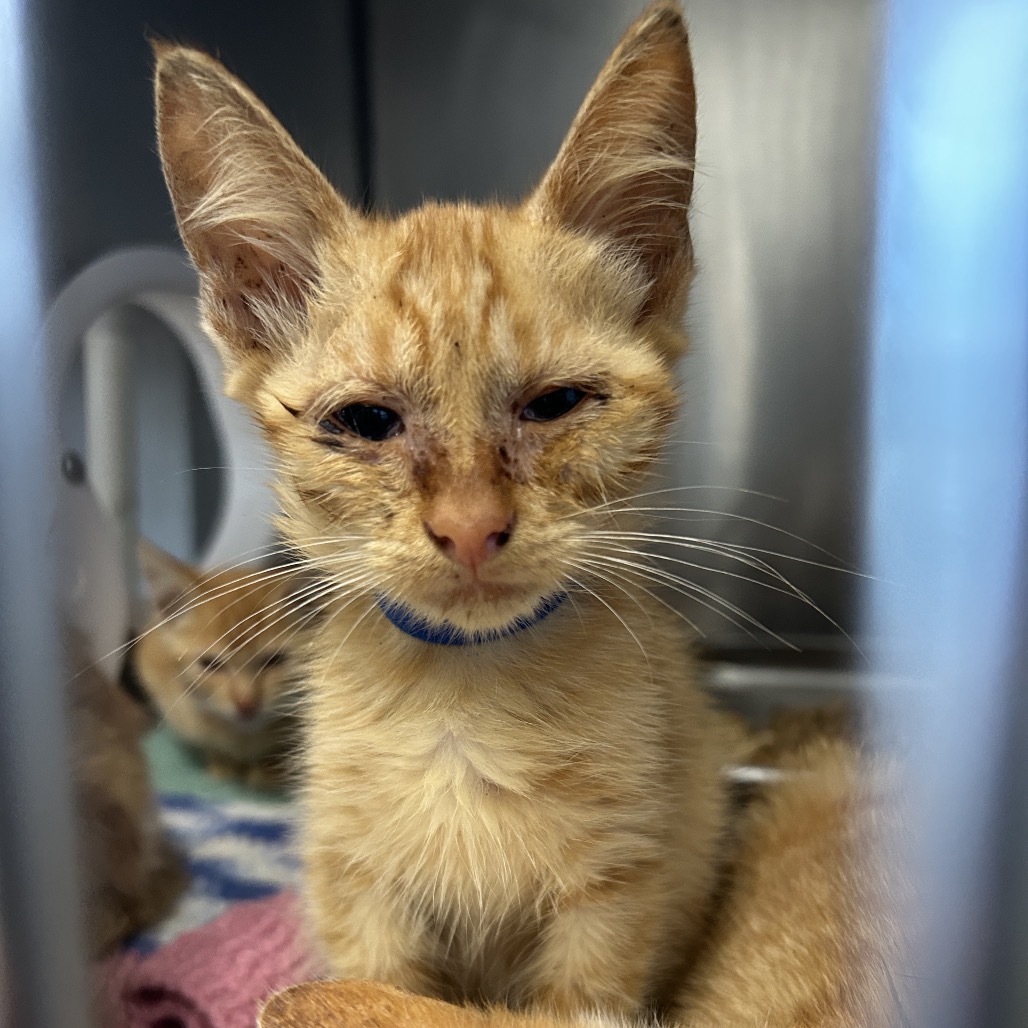 ARIEL - Domestic Shorthair available for adoption