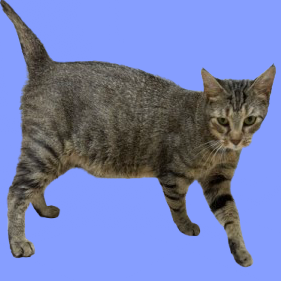 Tusc Stray 81560