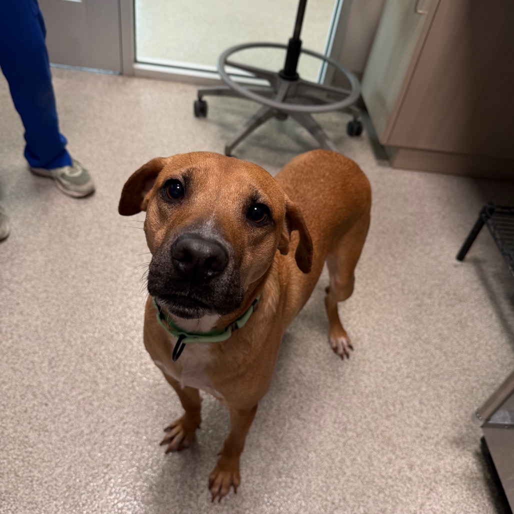 Black Mouth Cur