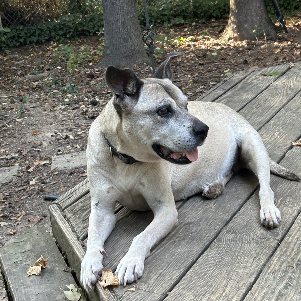 Amelia — thumbnail 6