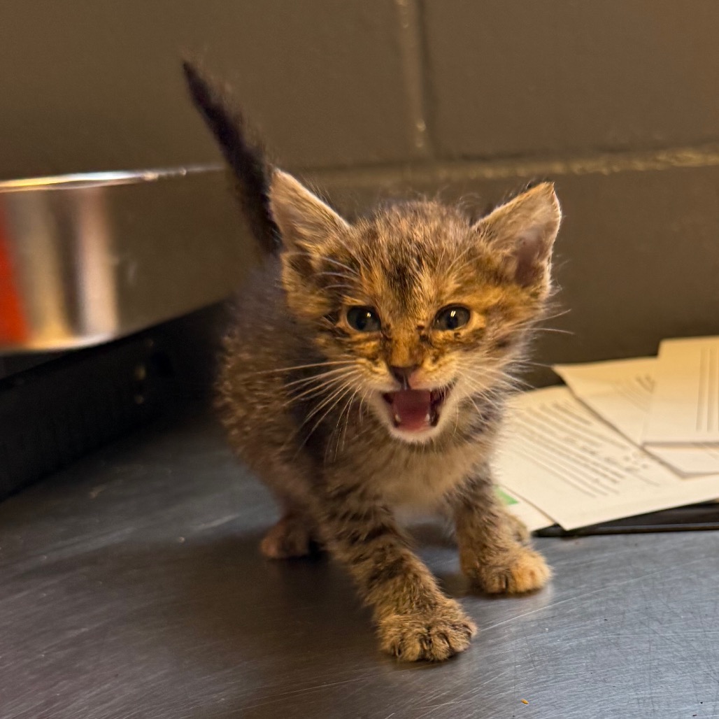 Tusc Stray 84627 2 3