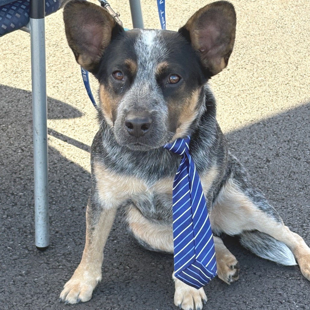 ALEX - American Blue Heeler available for adoption