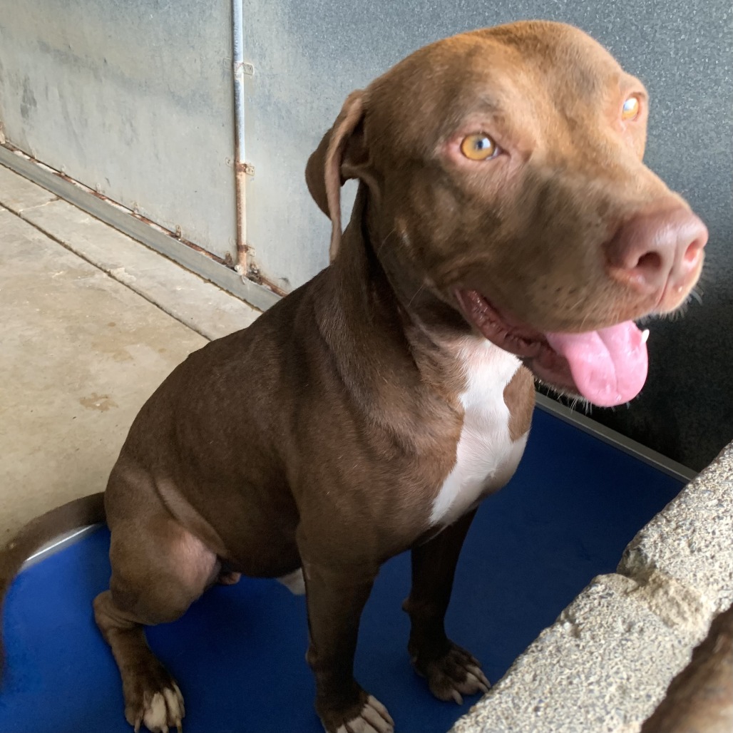 MAXIMUS - Terrier, Pit Bull / Mixed Breed (Medium) available for adoption