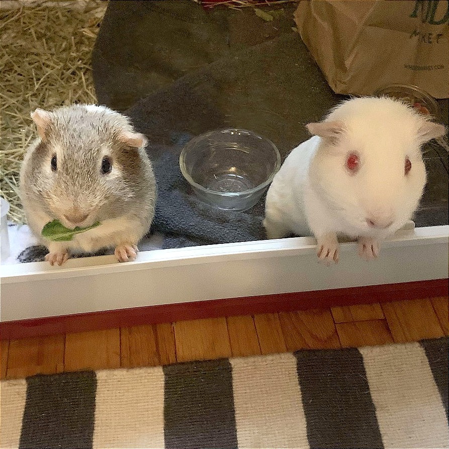 Snowflake & Nugget