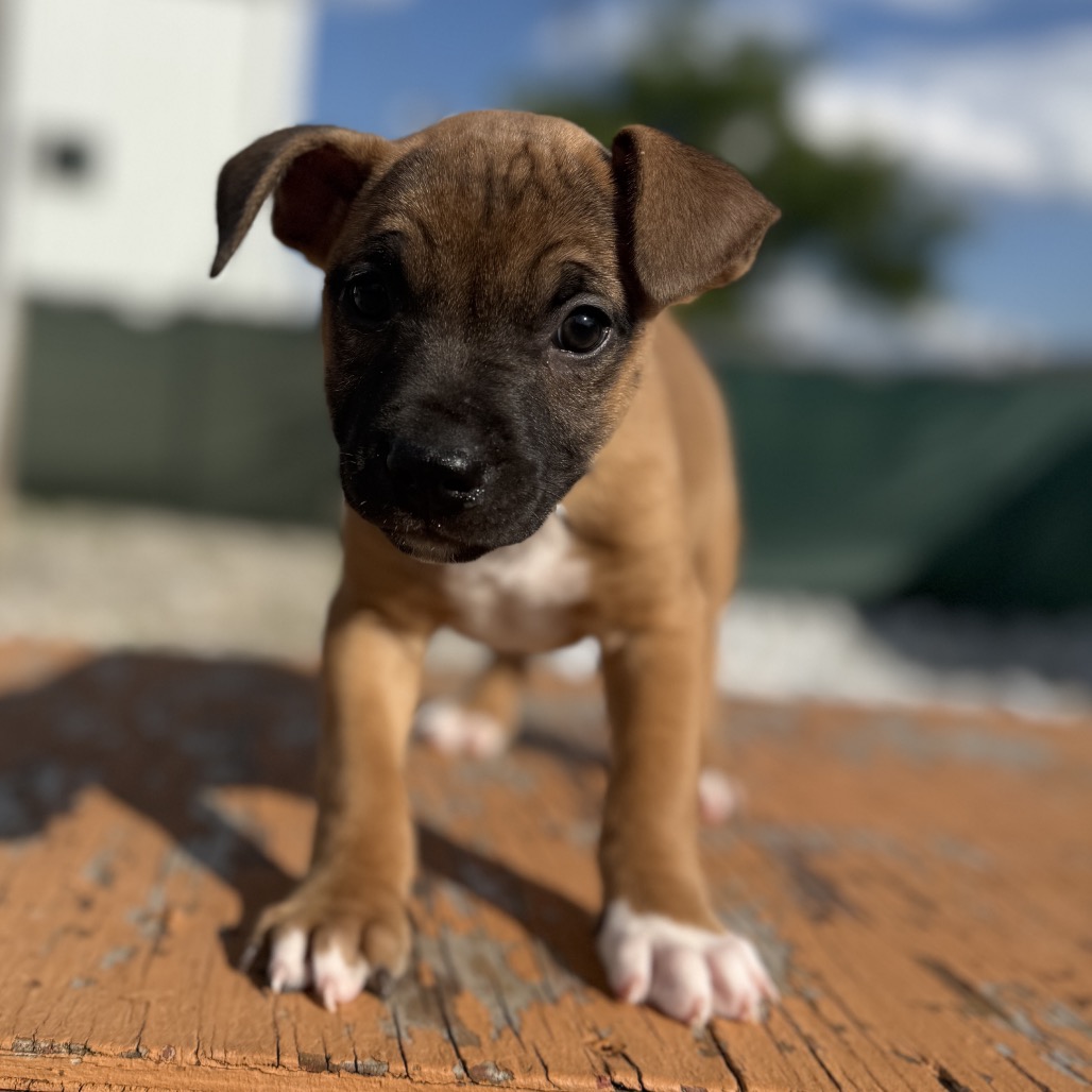 Brown Mixed Breed (Medium) Dog