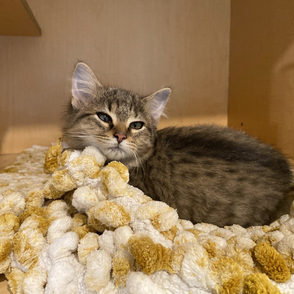 FLORINA - Domestic Longhair available for adoption