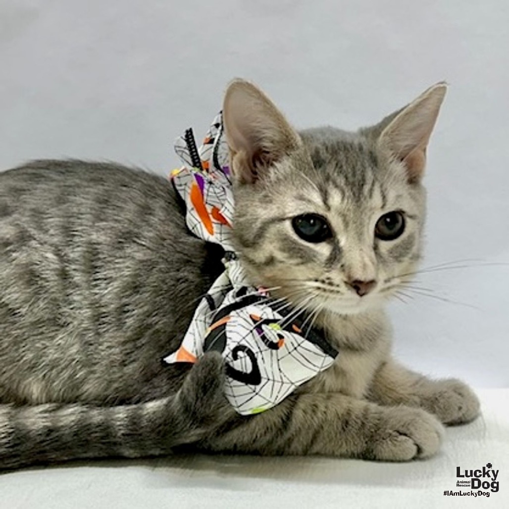 JOSH - Domestic Shorthair available for adoption