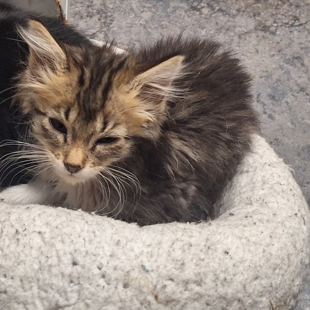 APPLE JACK - Domestic Medium Hair available for adoption